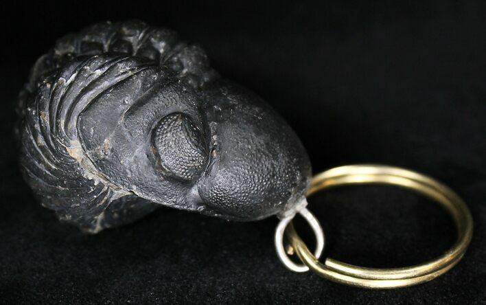 Real Enrolled Reedops Trilobite Keychain #18673